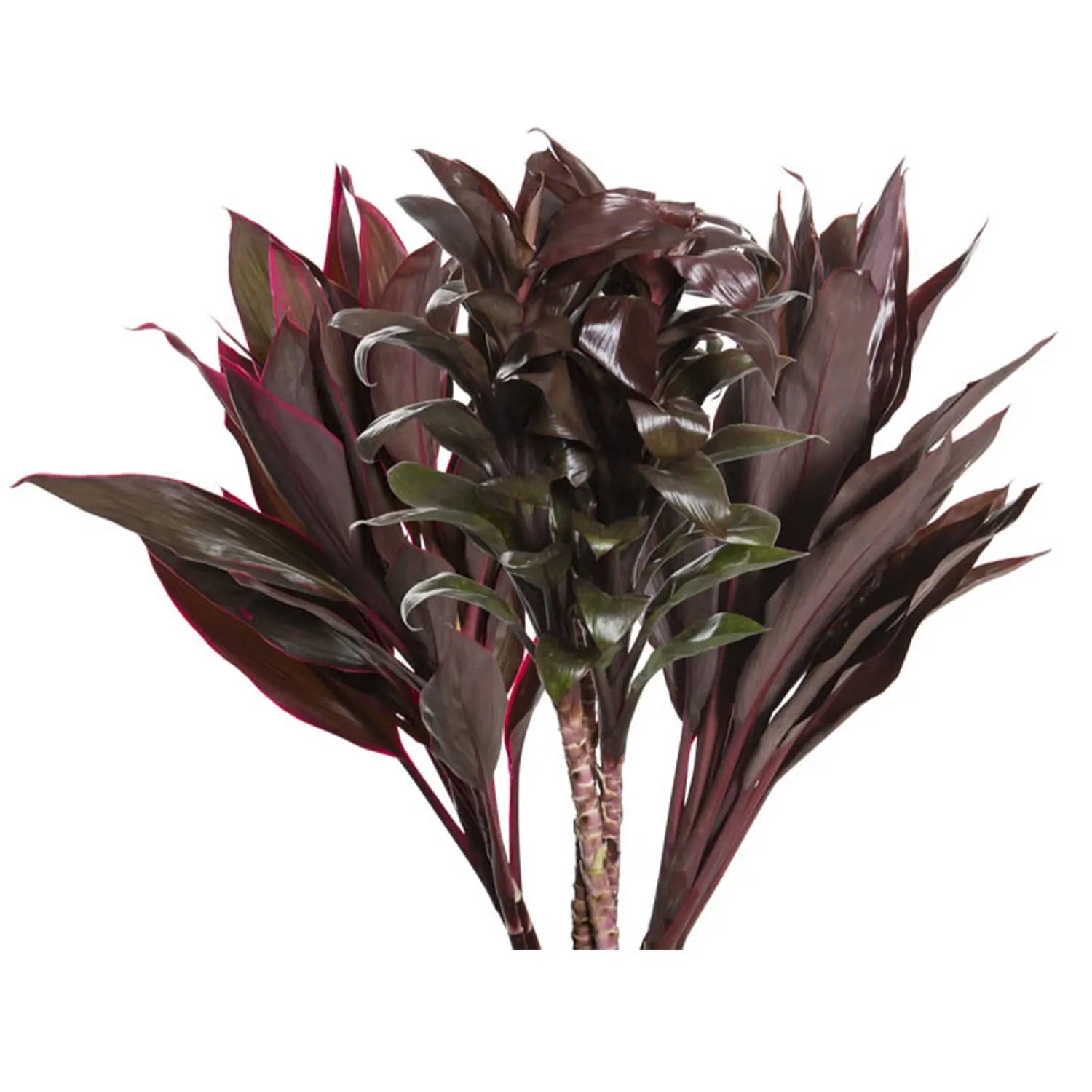 Maco Folhagem Dracena Variado Planta Natural